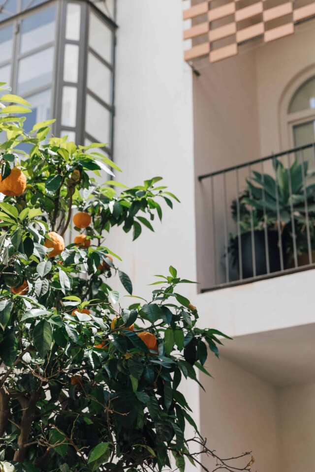 Las naranjas en Plácido y Grata al igual que en la ciudad recubren cada instancia del patio con un agradable olor.